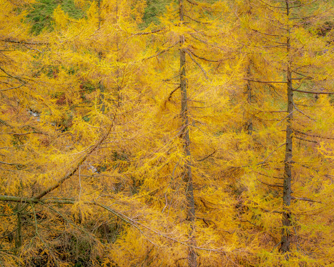 'Walla Crag Larches'