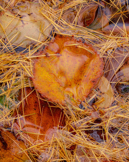 'Water logged Leaf'