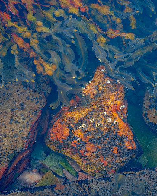 ‘Seaweed water detail#2’