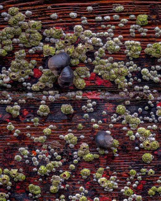 'Wreck wildlife'