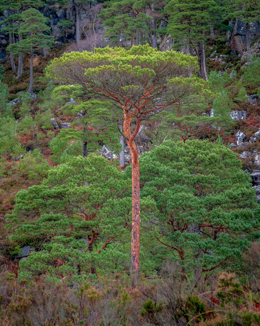 'Ben Damph Pine #1'