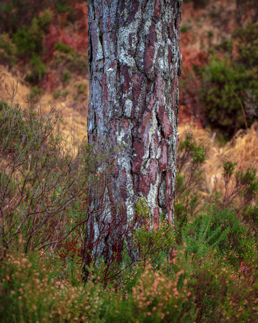 'Pine bark study'