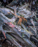 'Ancient Tree Root'