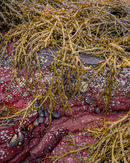 'Torridon seaweed #2'