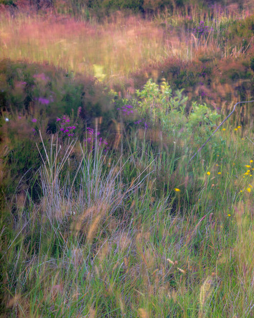 'Grasses abstract #1'