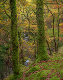 'Oaks at Buttermere'