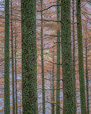'Larches above Buttermere'