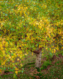 'Birch study'