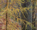 ‘Larch study’