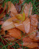 ‘Leaf detail’