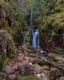 'Scales Force'