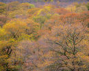 'Oak Trees at Buttermere'