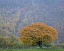 'Buttermere Oak Tree #1'