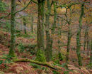 'Oak Trees at Lanthwaite Woods'