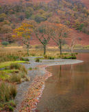 'Oaks beside Crummock Water'