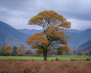 'Buttermere Oak Tree #2'