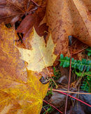 'Leaf detail #1'