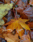 'Leaf detail #2'