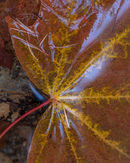 'Leaf detail #3'