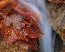 'Leaf detail #4'