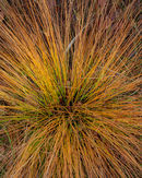 'Grasses'