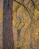 'Borrowdale Larch'