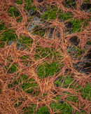 'Larch needles'