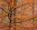 'Borrowdale Beech #2'