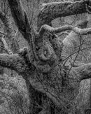 'Tree Hole'