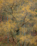'Borrowdale Larch #2'