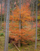 'Borrowdale Beech #1'
