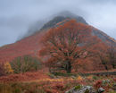 'Oak Tree in front of White Crag'