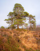 ‘Tulla pine’