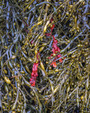 ‘Seaweed’