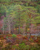 20200126-21GFX-50Suntitled-shoot-Pano-copy