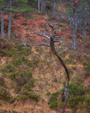 20200129-14GFX-50Swed-Pano-Edit-copy