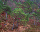 20200129-2GFX-50Swed-Edit-copy