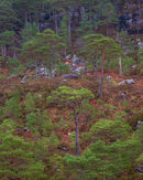 20200129-3GFX-50Swed-Edit-copy
