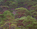 20200129-8GFX-50Swed-Pano-Edit-copy