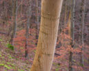 20200216-78GFX-50Smil-copy