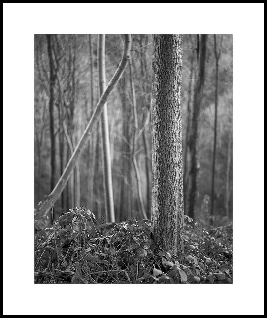 Millington Wood