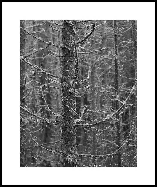 Spooky Trees revisited