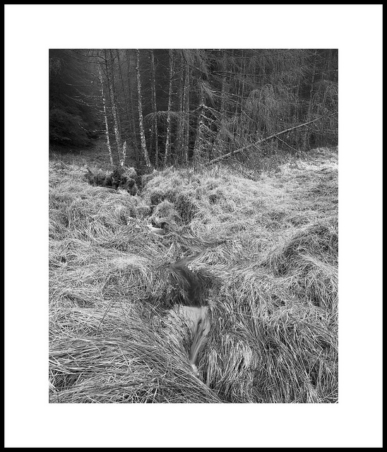 Etive Trees