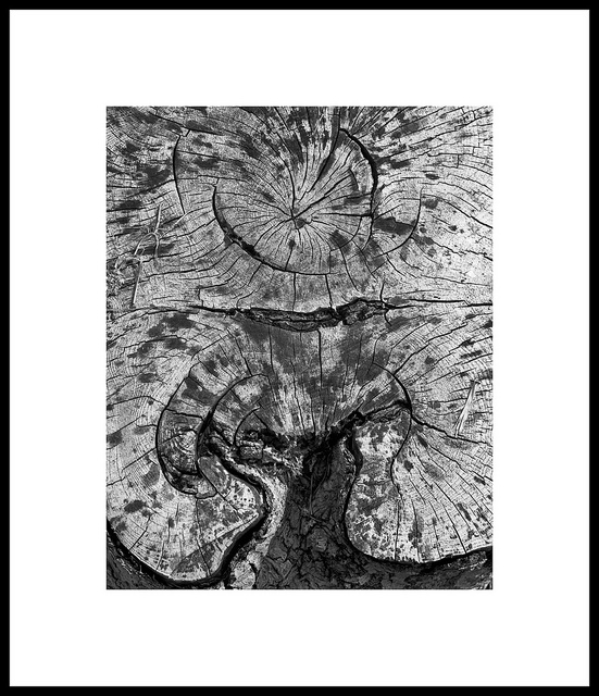 Stump