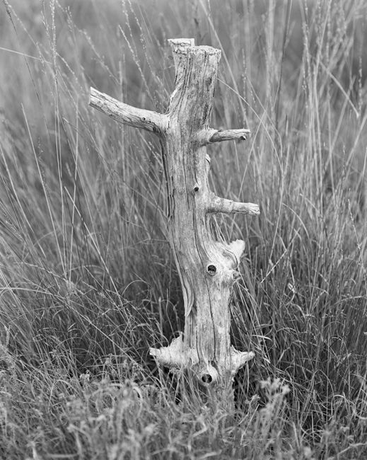 'Skipwith Stump'