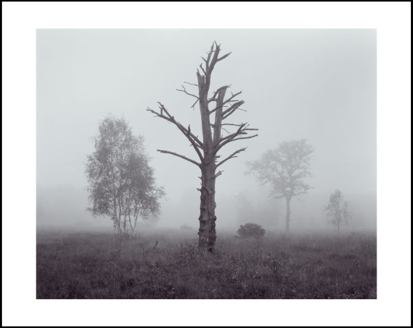 'Skipwith in the mist'