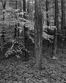 'Tree in the rain'