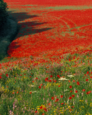 'A Poppy Field in the Wolds'