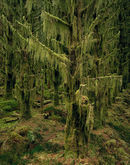 'Emerald Forest'