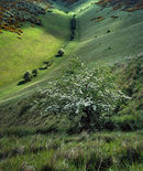 'Spring in Sylvan Dale'